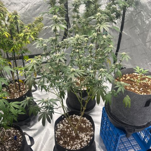 GC3 growlog timeline photo