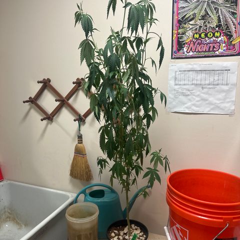 FG2 growlog timeline photo