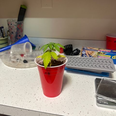 CB growlog timeline photo