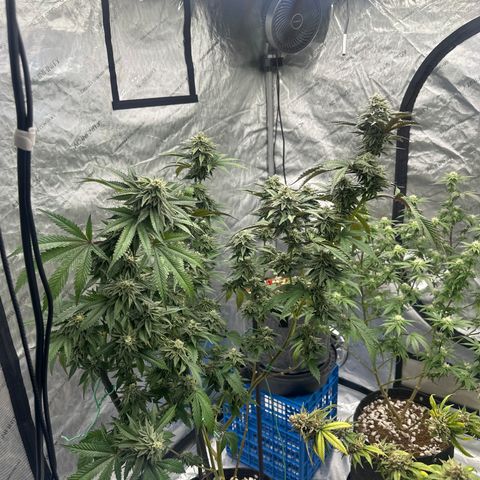 FG1 growlog timeline photo