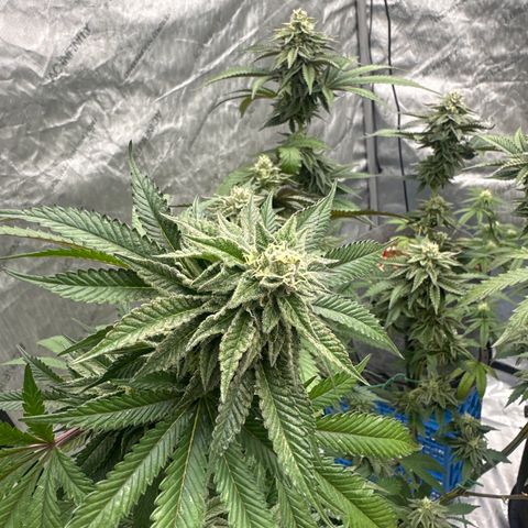 FG1 growlog timeline photo