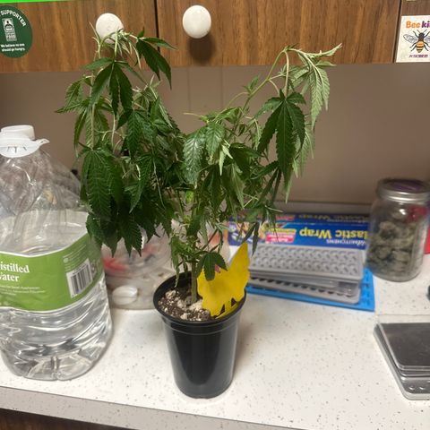 KK growlog timeline photo