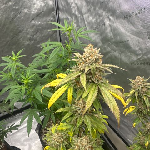 BBE growlog timeline photo