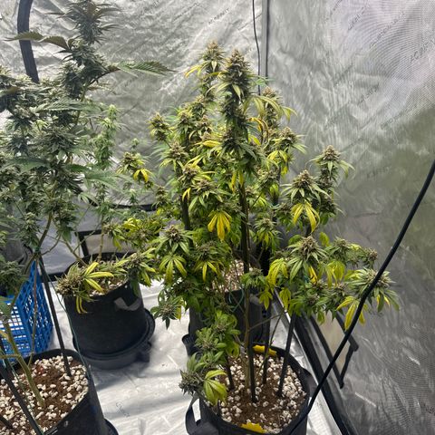 BBE growlog timeline photo