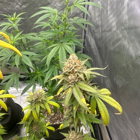 BBE growlog timeline photo