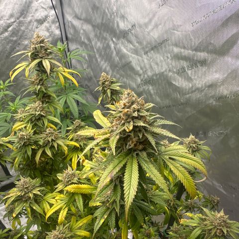 BBE growlog timeline photo