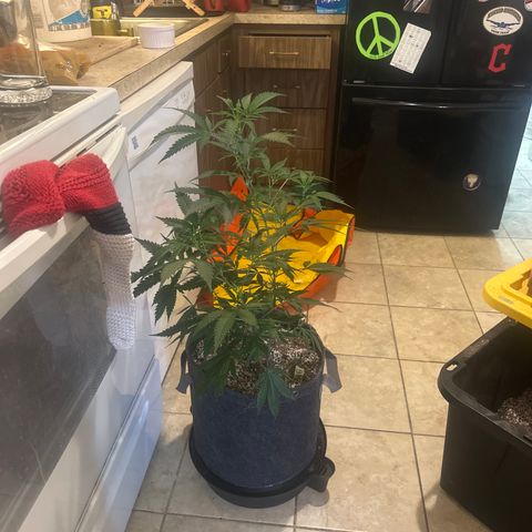 SF growlog timeline photo