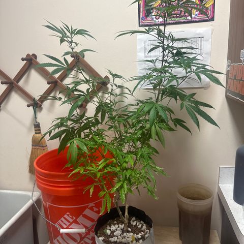 SR growlog timeline photo
