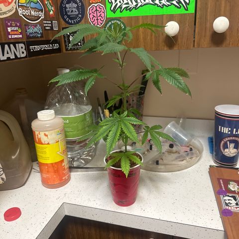 BoC  growlog timeline photo