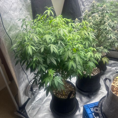 JD2 growlog timeline photo