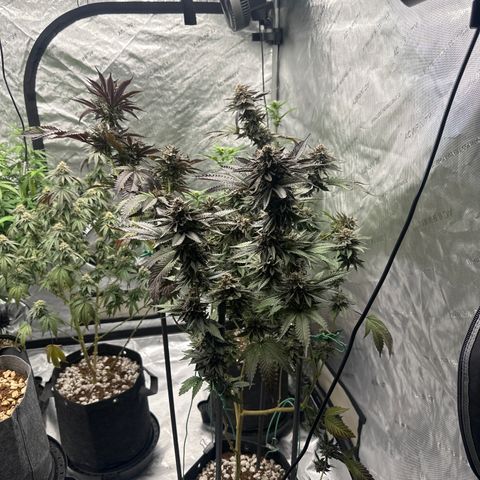 FG1 growlog timeline photo