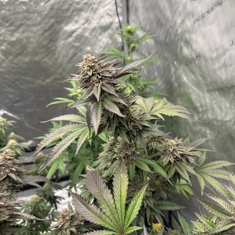 FG1 growlog timeline photo