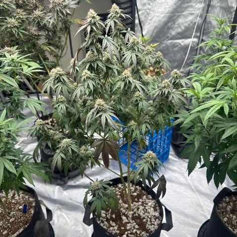 GC3 growlog timeline photo