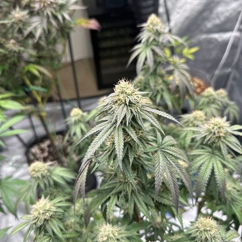 GC3 growlog timeline photo