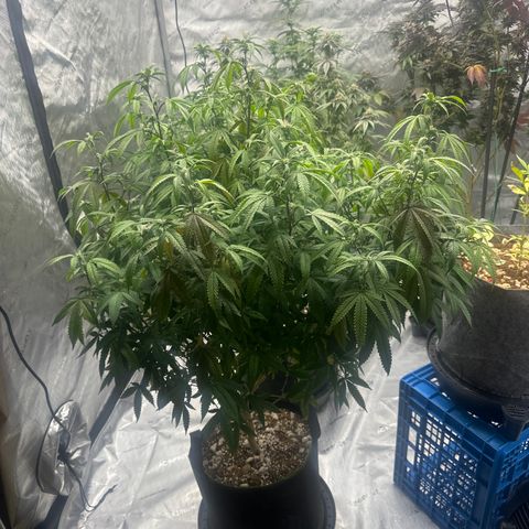 JD2 growlog timeline photo