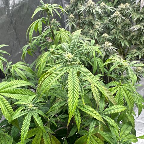 JD2 growlog timeline photo