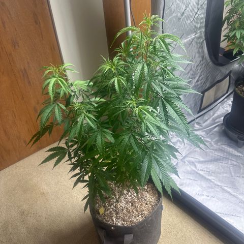 SF growlog timeline photo