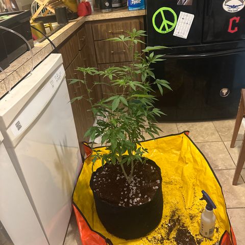 GSxGC growlog timeline photo