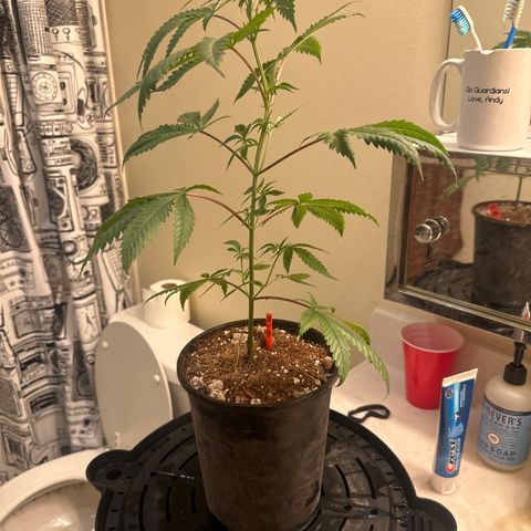 BoC  growlog timeline photo