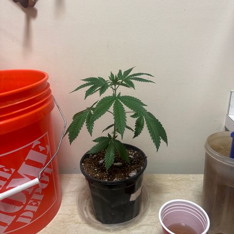 CB growlog timeline photo