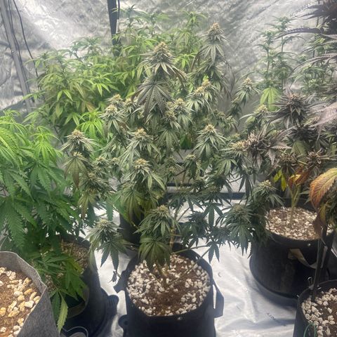 GC3 growlog timeline photo