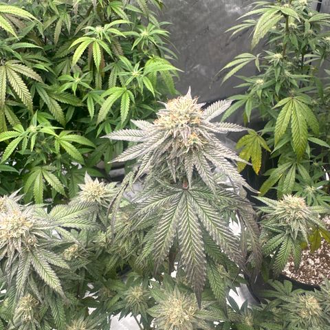 GC3 growlog timeline photo