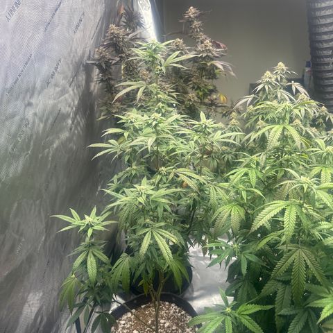 HS2 growlog timeline photo