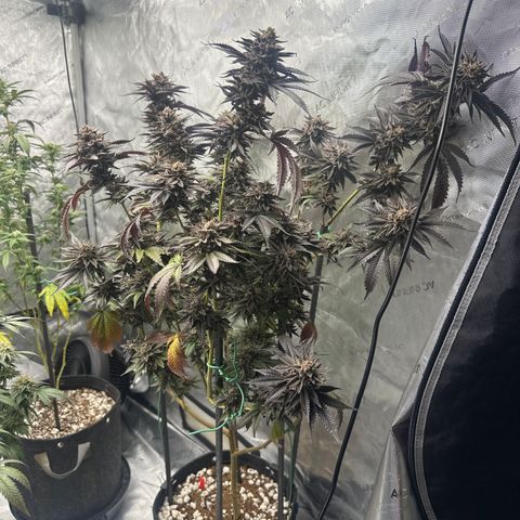 FG1 growlog timeline photo
