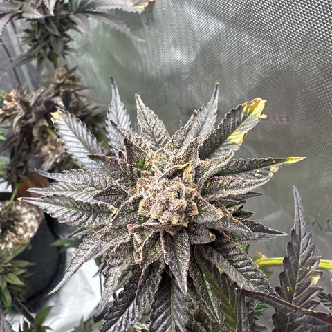 FG1 growlog timeline photo