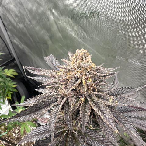 FG1 growlog timeline photo