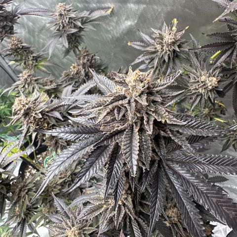 FG1 growlog timeline photo