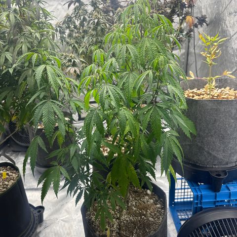 SF growlog timeline photo