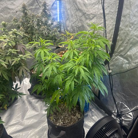 SF growlog timeline photo