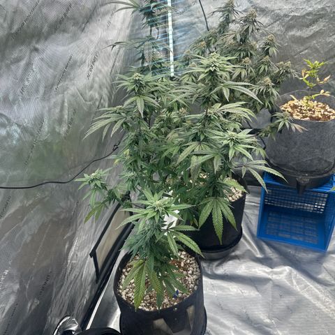 HS2 growlog timeline photo