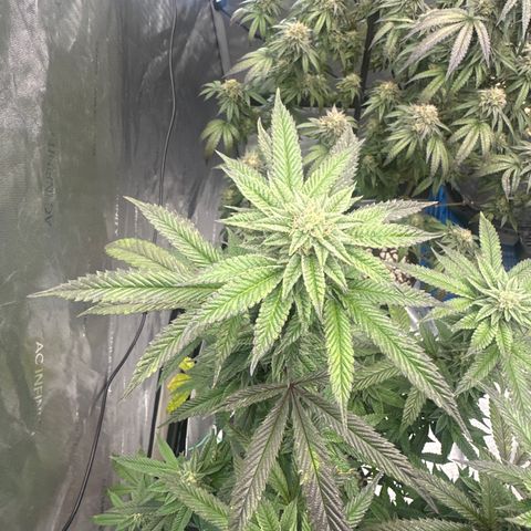HS2 growlog timeline photo