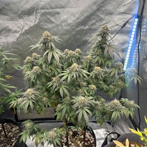 GC3 growlog timeline photo