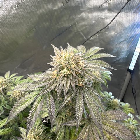 GC3 growlog timeline photo