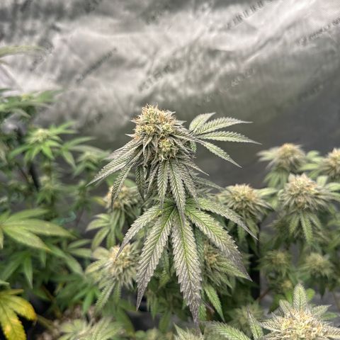 GC3 growlog timeline photo