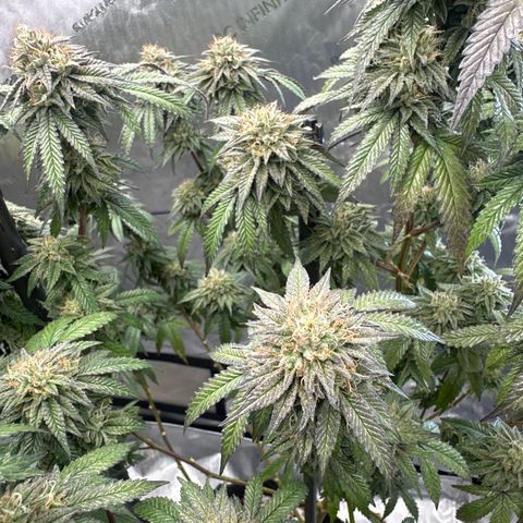 GC3 growlog timeline photo