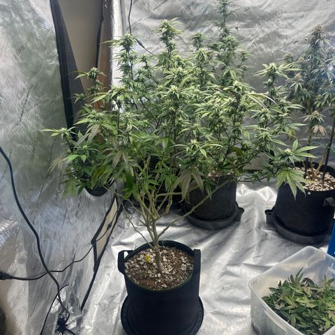JD2 growlog timeline photo