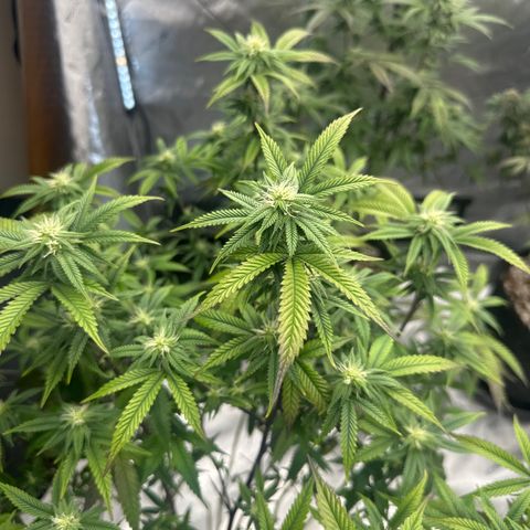 JD2 growlog timeline photo