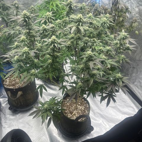 JD2 growlog timeline photo