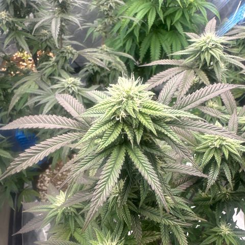 JD2 growlog timeline photo