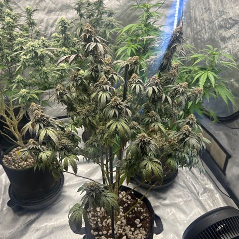 GC3 growlog timeline photo
