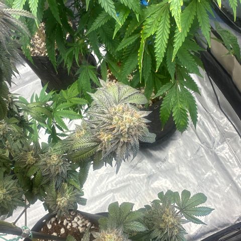 GC3 growlog timeline photo
