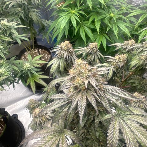 GC3 growlog timeline photo