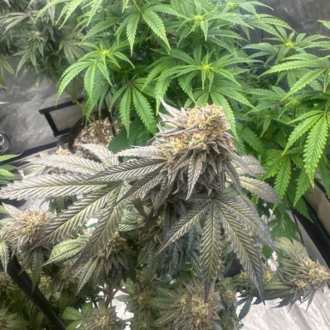 GC3 growlog timeline photo