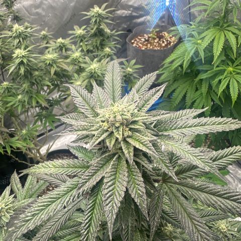 HS2 growlog timeline photo