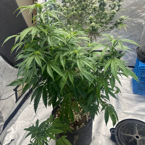 SF growlog timeline photo