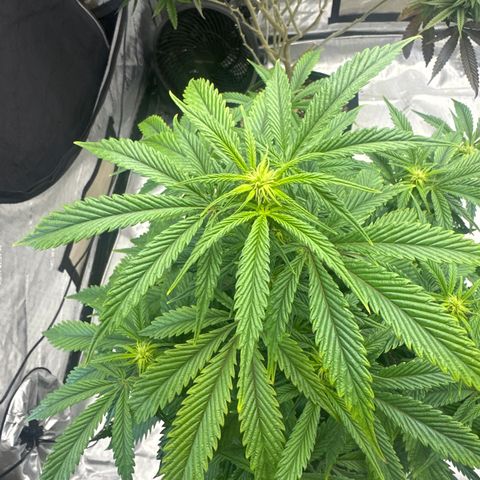 SF growlog timeline photo